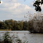 Wildgänse und Komorane am Großteich im Guttauer Teichgebiet