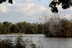 Wildgänse und Komorane am Großteich im Guttauer Teichgebiet