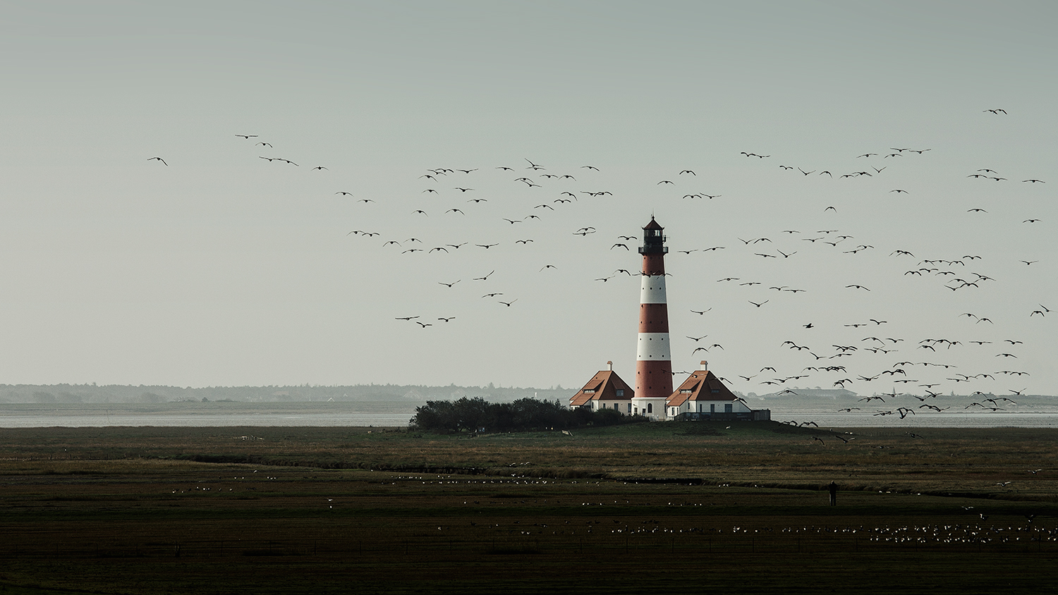 Wildgänse vor dem Leuchtturm Westerhever