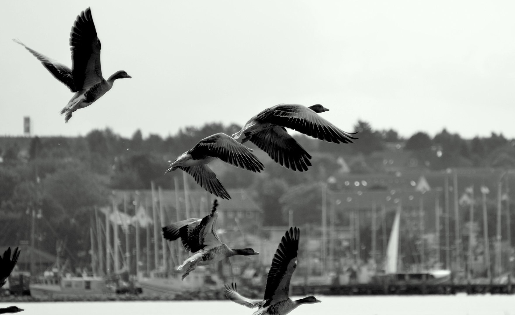 Wildgänse vor Heiligenhafen