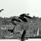 Wildgänse vor Heiligenhafen