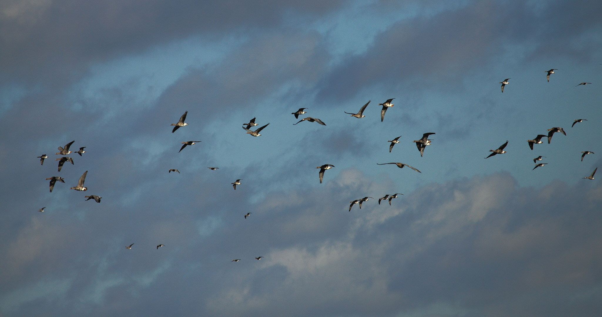 Wildgänse vor Novemberhimmel