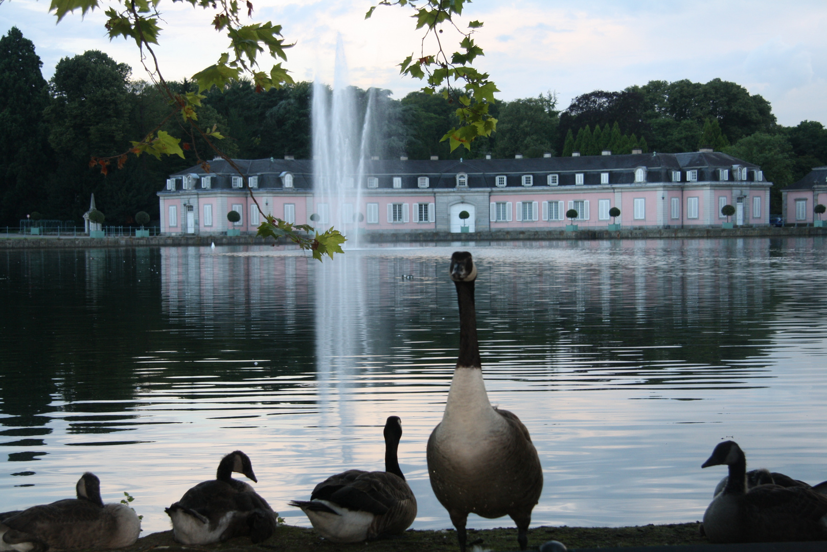 Wildgänse vor Schloss Benrath