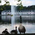 Wildgänse vor Schloss Benrath