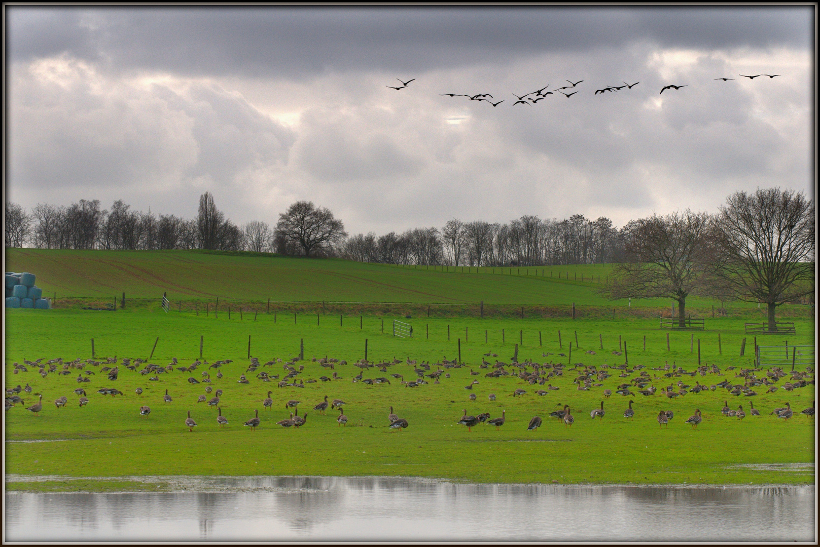 Wildgänse - Wintergäste am Niederrhein