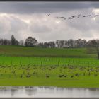 Wildgänse - Wintergäste am Niederrhein