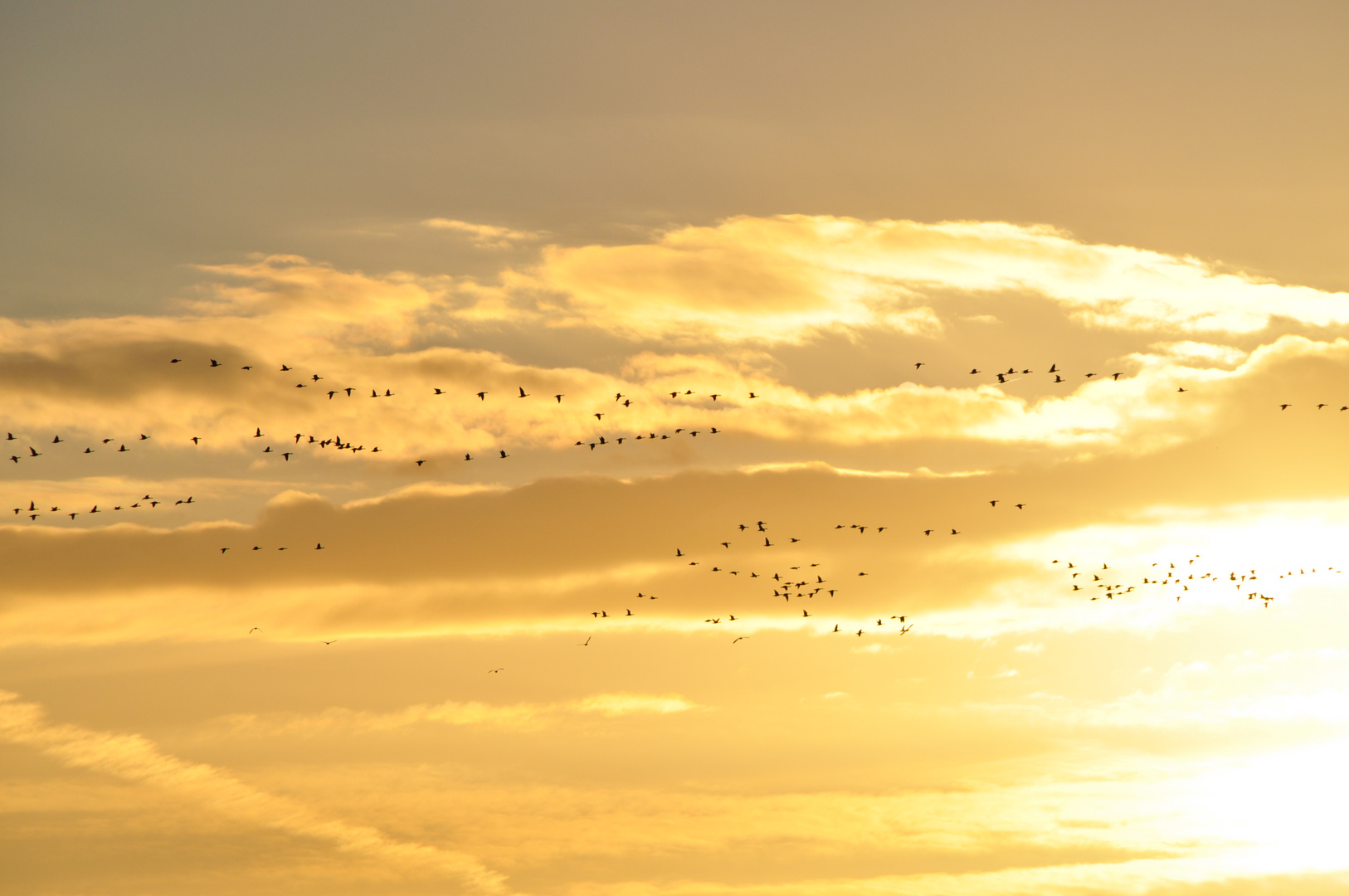 Wildgänse ziehen am Abendhimmel