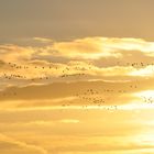 Wildgänse ziehen am Abendhimmel