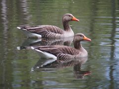 Wildgänsepaar am Niederrhein