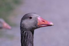 Wildgans am Altmühlsee