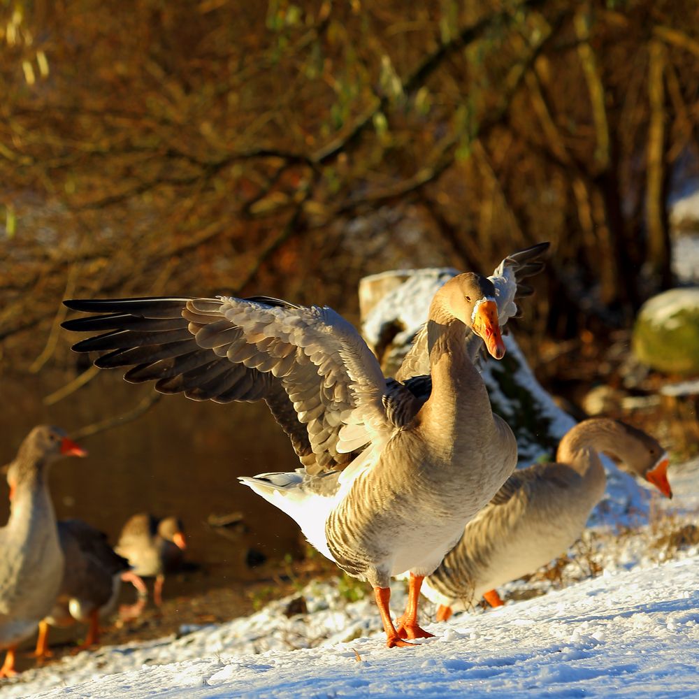 Wildgans am Bruchsee