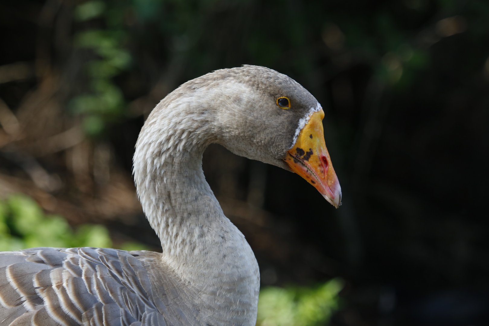 Wildgans am Bruchsee