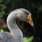 Wildgans am Bruchsee