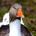 Wildgans am Bruchsee