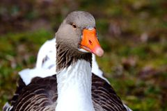 Wildgans am Bruchsee