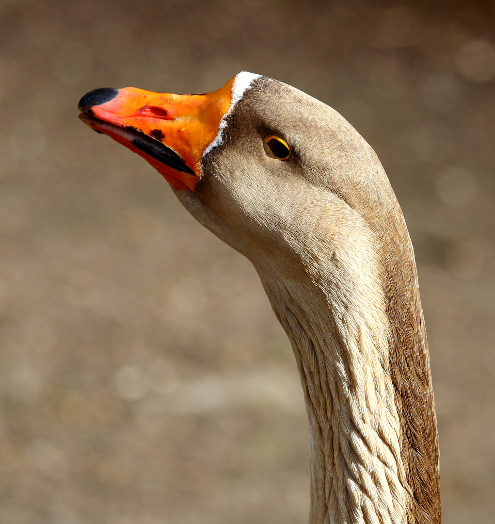 Wildgans am Bruchsee (II)