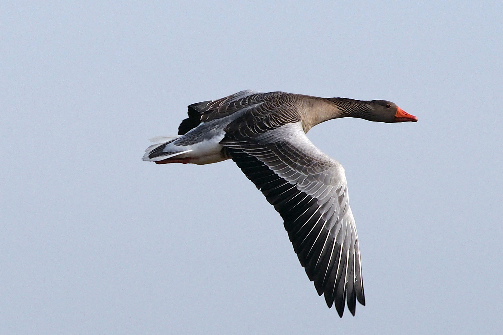 Wildgans am Dümmer