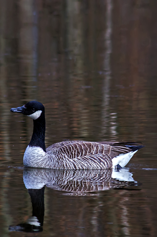 Wildgans am Hücker Moor für Puristen