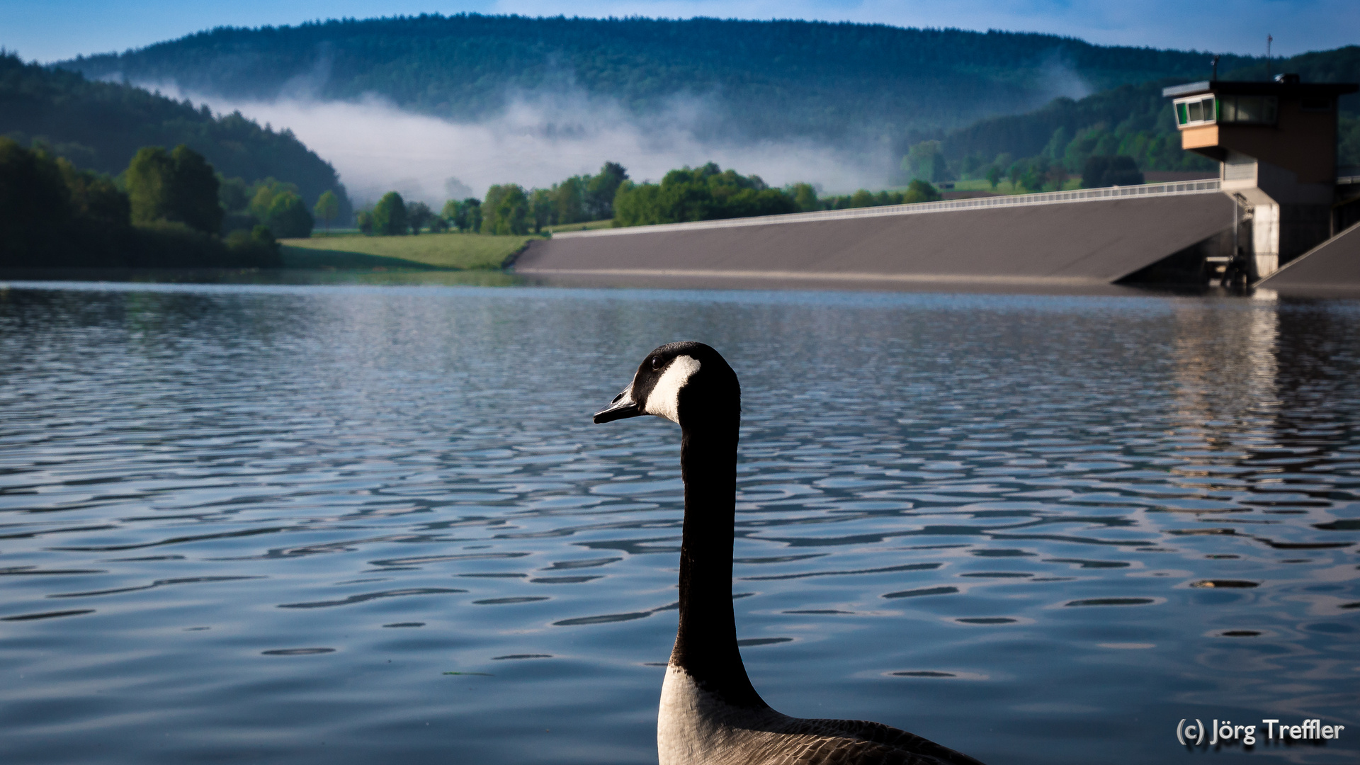 Wildgans am Stausee in Steinau