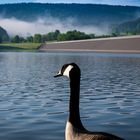 Wildgans am Stausee in Steinau