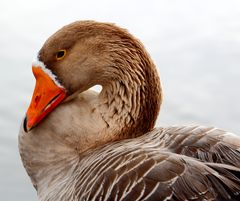 Wildgans am Ufer des Bruchsees