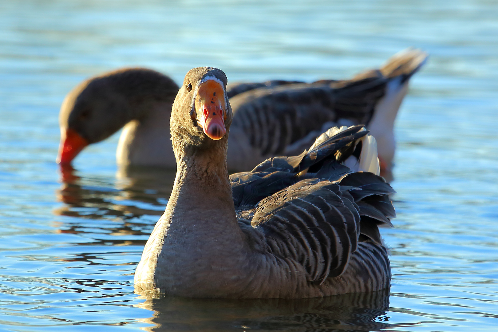 Wildgans auf dem Bruchsee