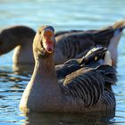 Wildgans auf dem Bruchsee