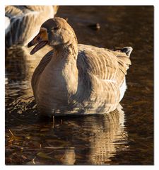 Wildgans auf dem Bruchsee (II)