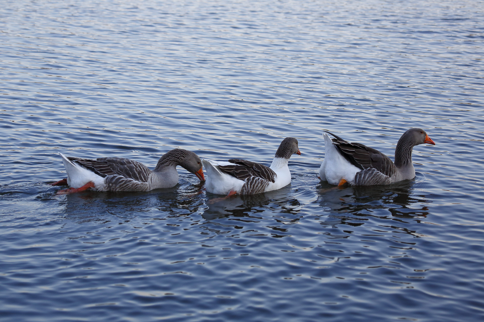 Wildgans auf dem Bruchsee (V)