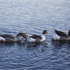 Wildgans auf dem Bruchsee (V)