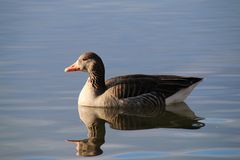 Wildgans auf dem Sempachersee