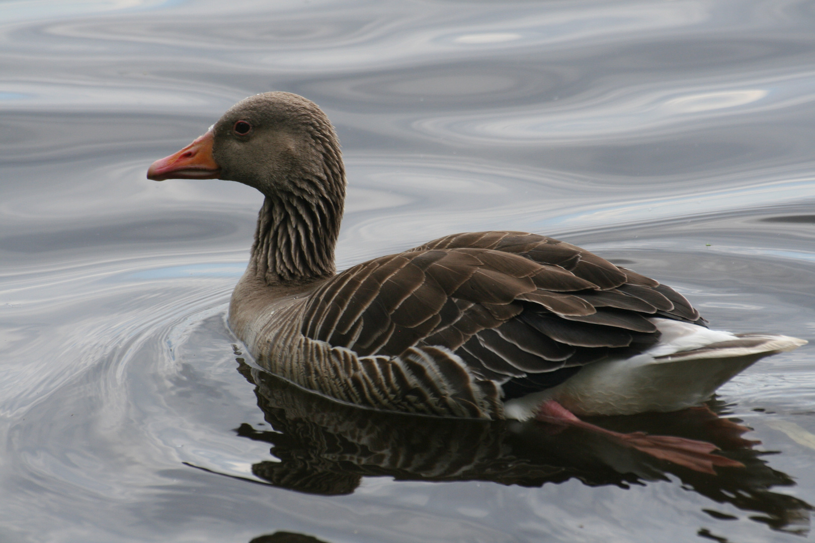 Wildgans auf der Innenalster