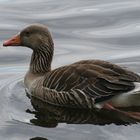 Wildgans auf der Innenalster