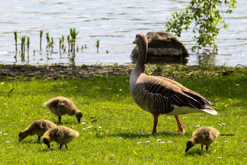 Wildgans Familie auf Ausflug