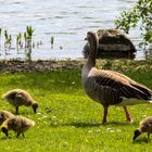 Wildgans Familie auf Ausflug