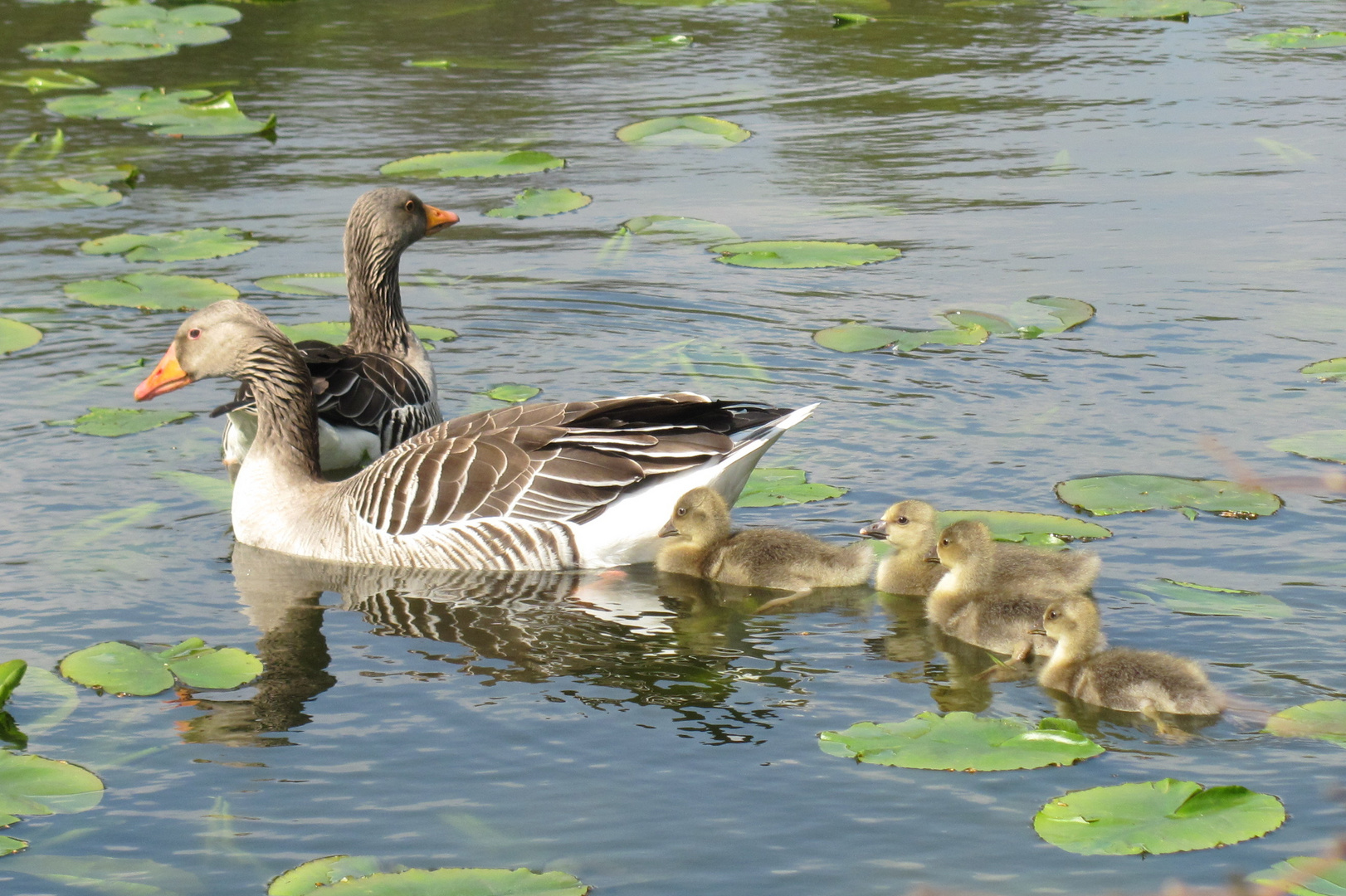 Wildgans Familie