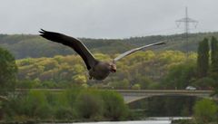 Wildgans fliegend mit Kamerablick