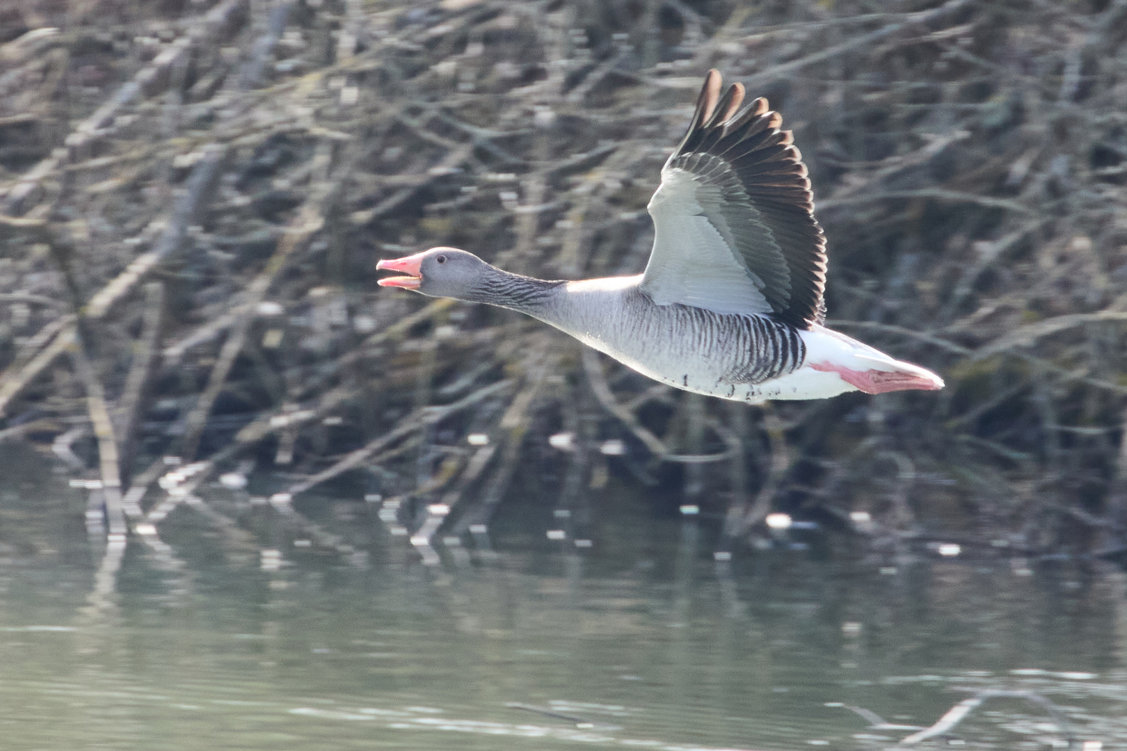 Wildgans im Flug