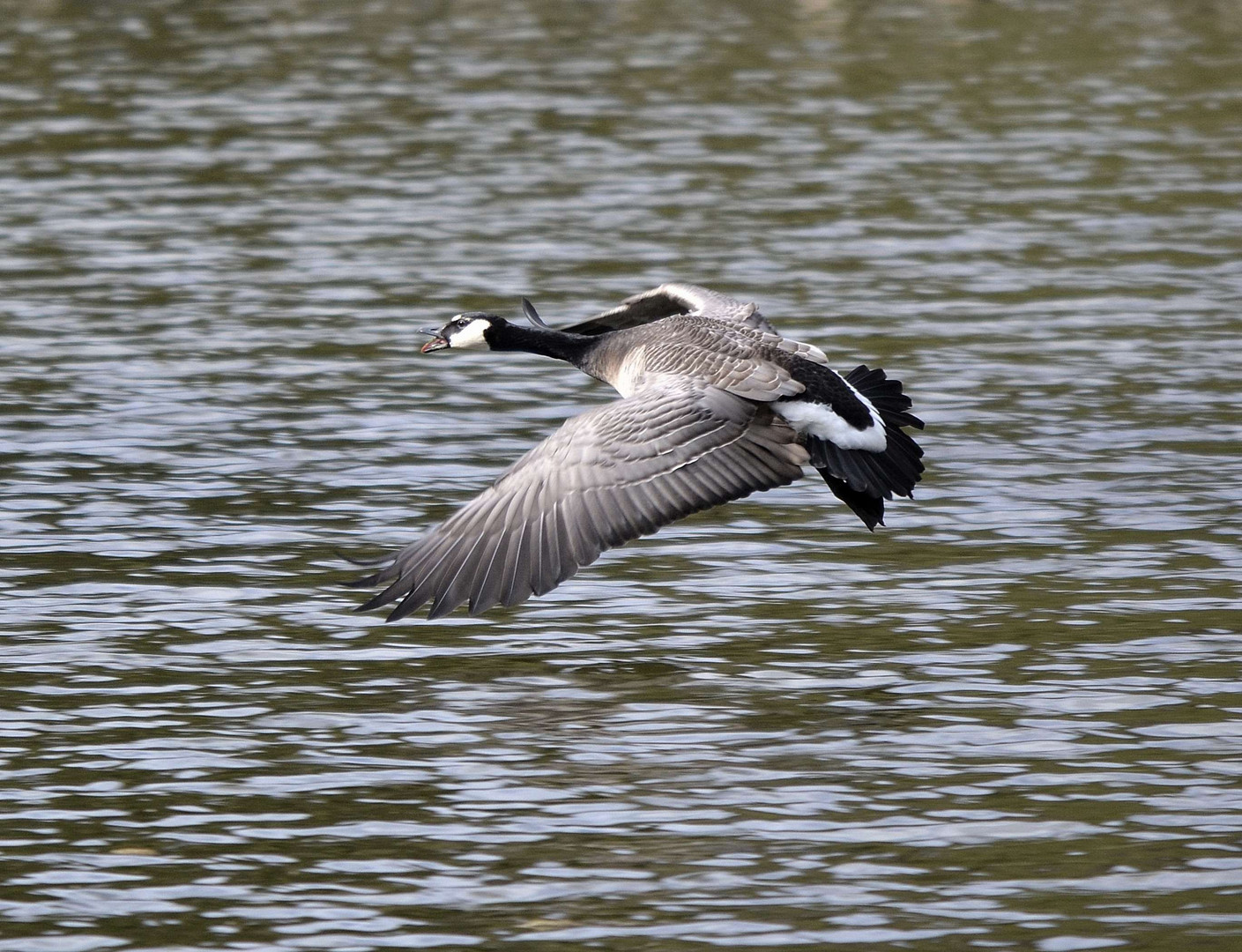 Wildgans im Flug