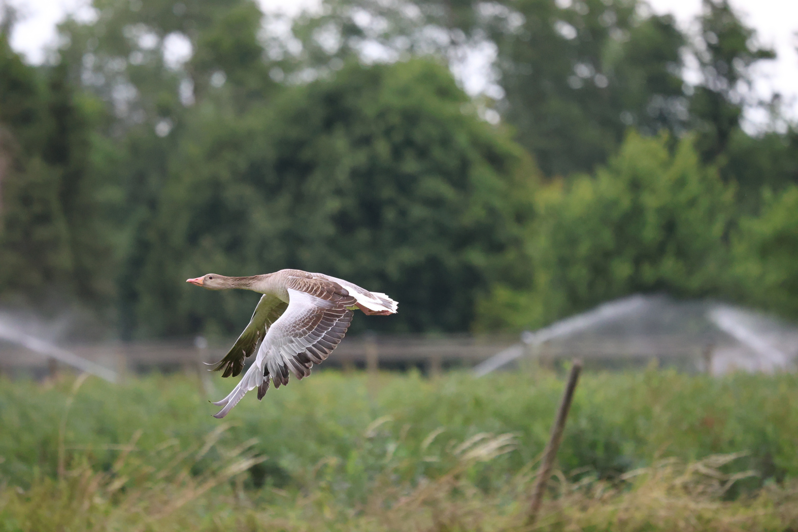 Wildgans im Flug