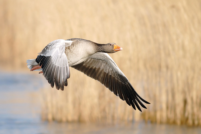 Wildgans im Flug