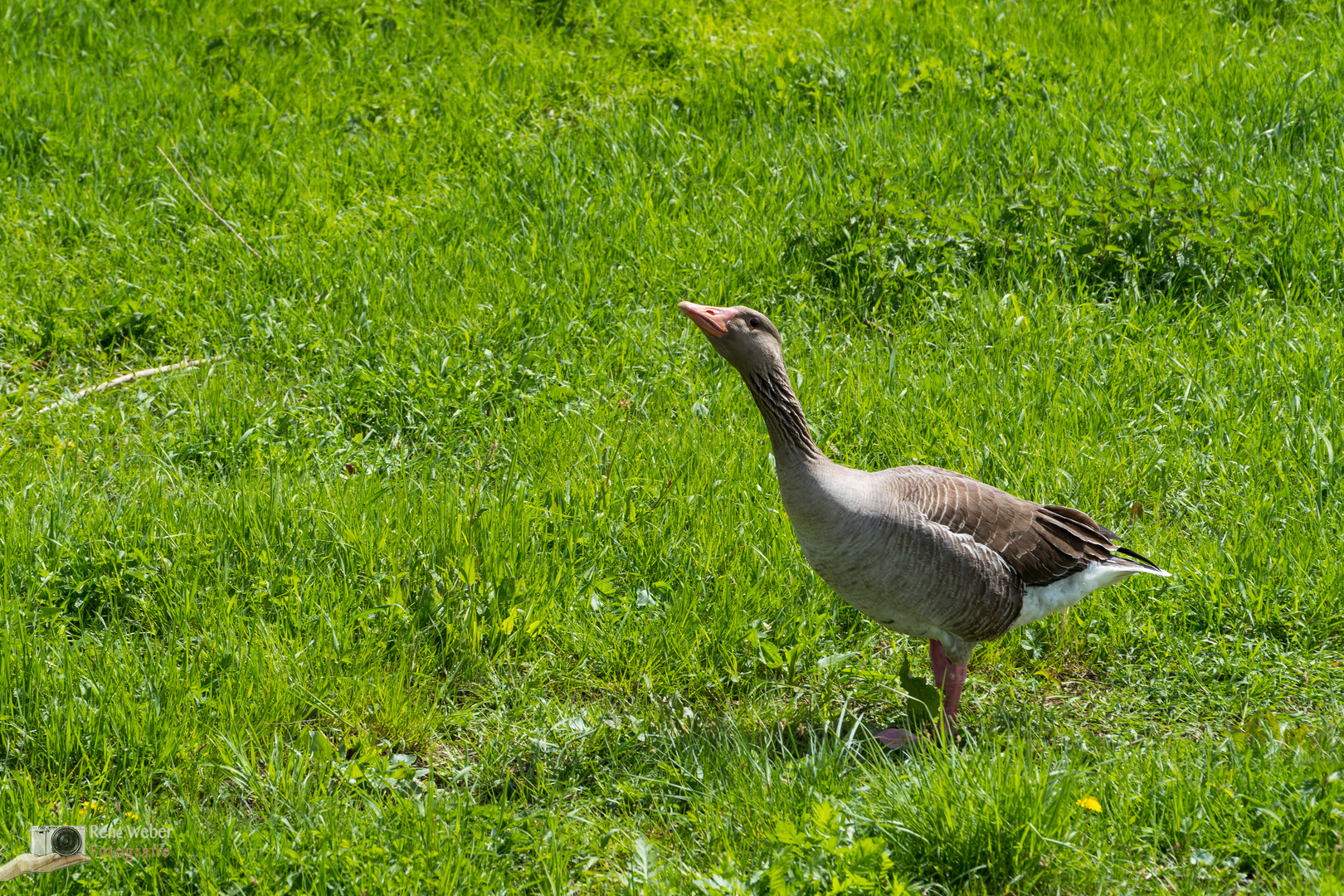 Wildgans im Gras