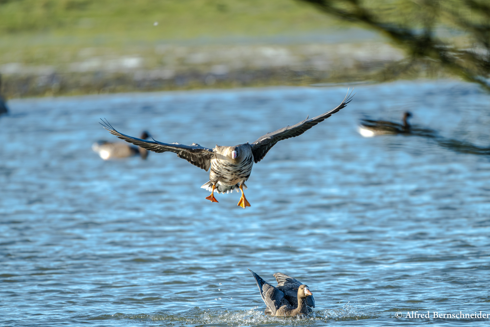 Wildgans im Landeanflug