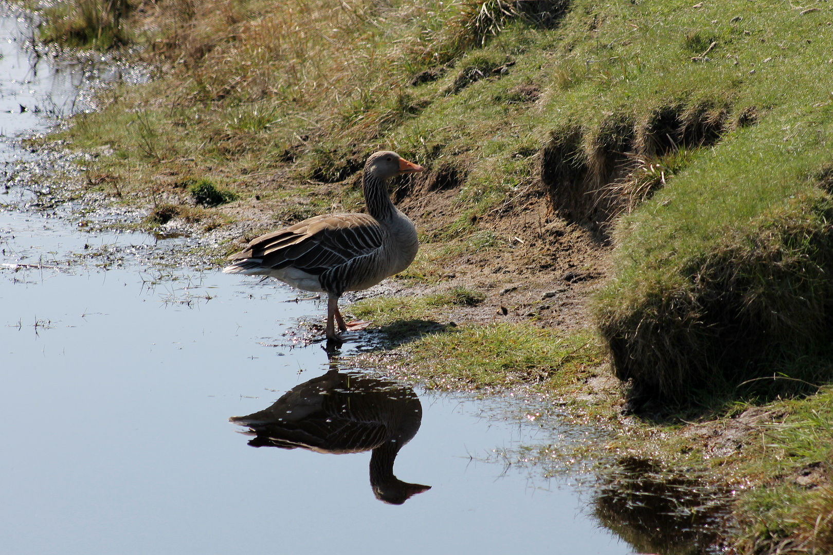 Wildgans im Naturschutzgebiet auf der Insel Juist