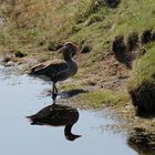 Wildgans im Naturschutzgebiet auf der Insel Juist