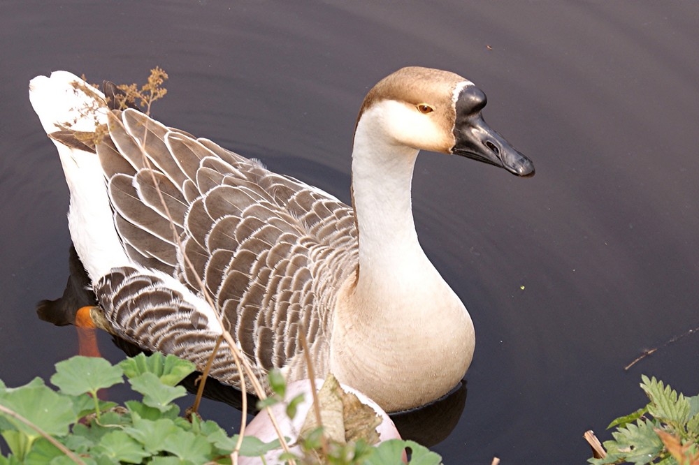 Wildgans im Schlosspark Oldenburg