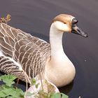 Wildgans im Schlosspark Oldenburg