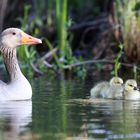 Wildgans mit Nachwuchs