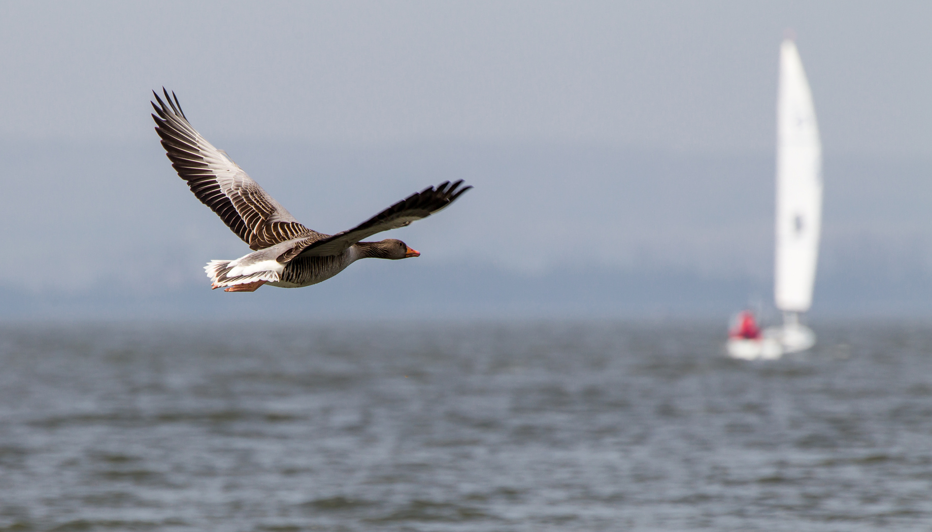 Wildgans über Steinhuder Meer