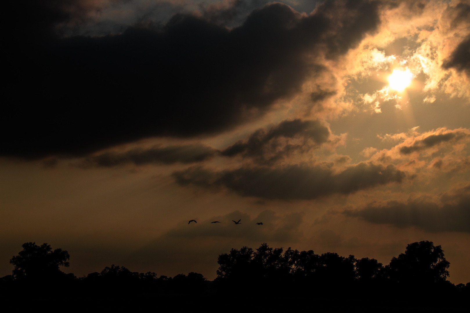  Wildgansgruppe im Sonnenuntergang